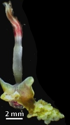Illustration for article titled Deep sea ‘zombie worms’ consume bone by drilling with acid